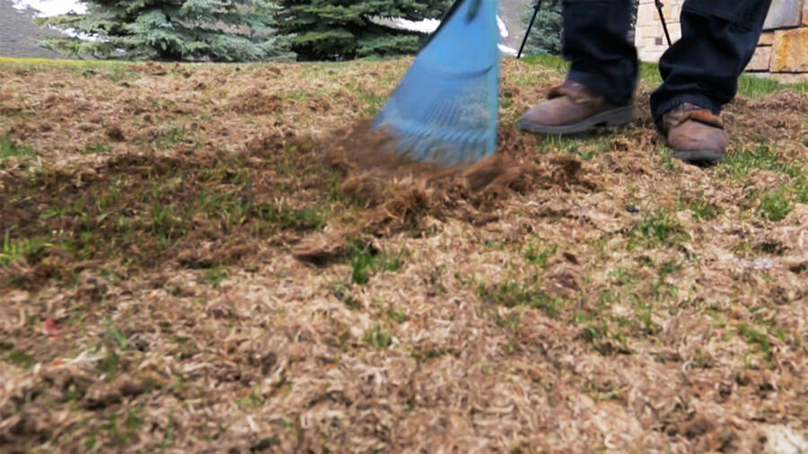 Fix Vole Damage On Your Lawn