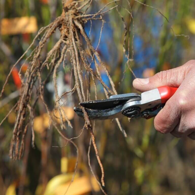 root-pruning - Webb Landscape, Inc.