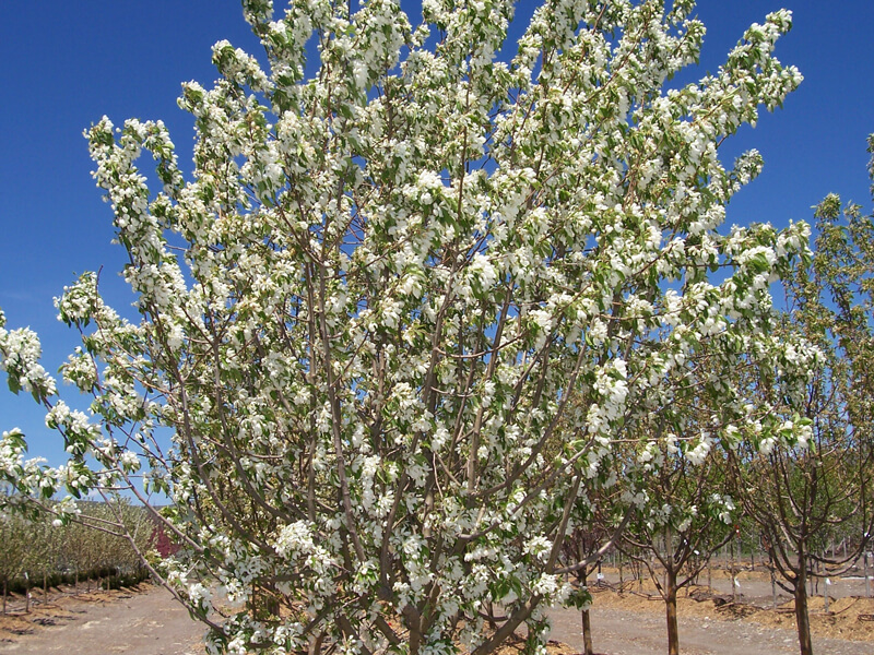 Crabapple Spring Snow Webb Landscape Inc