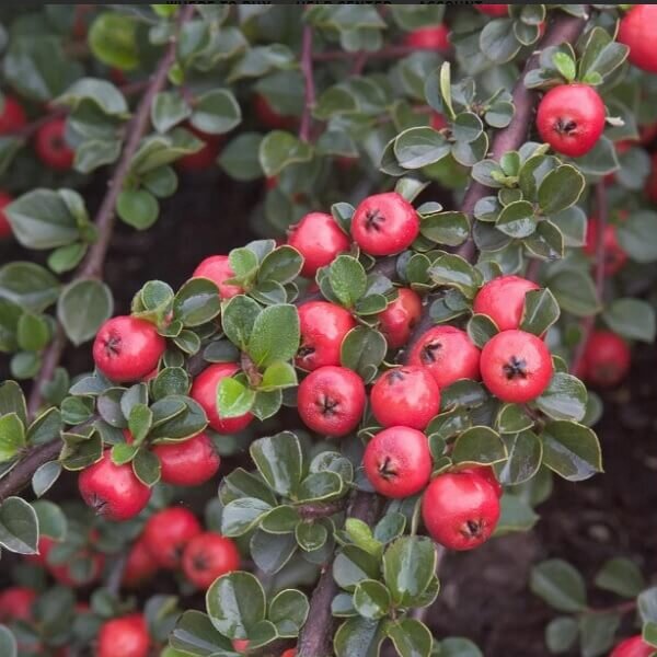 Cotoneaster, Cranberry-image