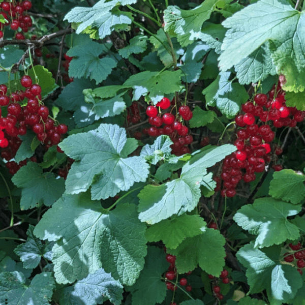 Currant, Red Lake-image