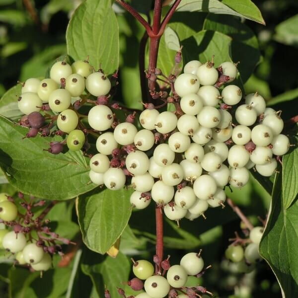 Dogwood, Bailey's Red Twig-image