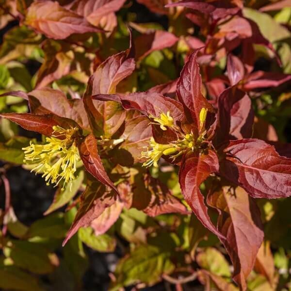 Honeysuckle, Dwarf Bush-image