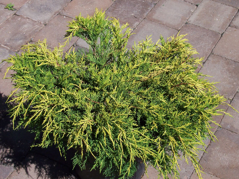 Juniper, Old Gold (Gold Coast) - Webb Landscape, Inc.