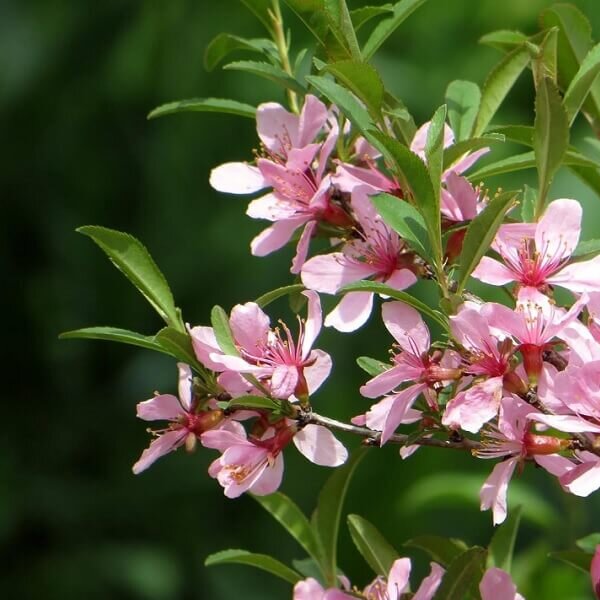 Almond, Flowering-image