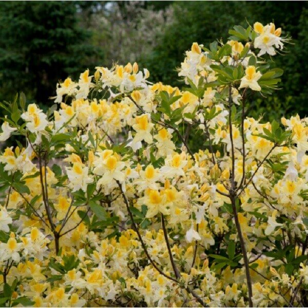 Azalea, Northern Lights-image