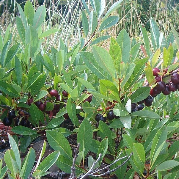 Cherry, Western Sand-image