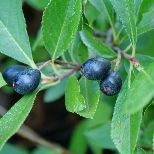 Chokeberry, Ground Hug-image