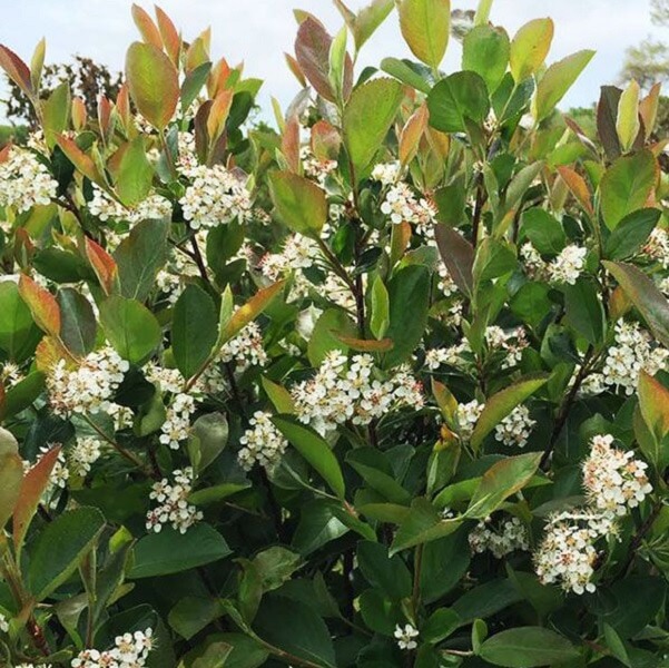 Chokeberry, Low Scape Hedger-image