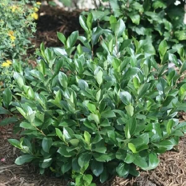 Chokeberry, Low Scape Mound-image