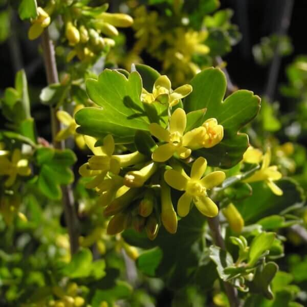 Currant, Yellow Flowering-image