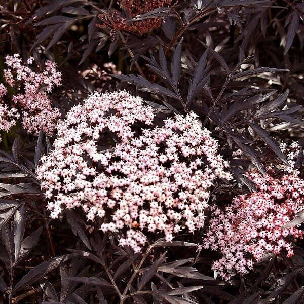 Elderberry, Black Lace-image