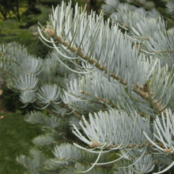 Fir, White Concolor-image