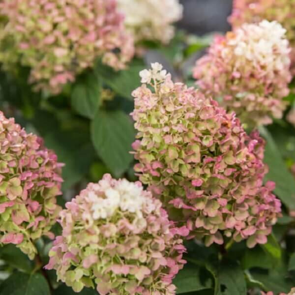 Hydrangea, Little Hottie-image